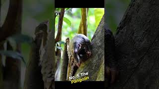 10 most rarest animals in the worldshortvideo short [upl. by Macdonell]