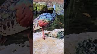 Ocellated Turkey Xcaret Playa del Carmen Mexico tropical Caribbean jungle bird life nature explore [upl. by Nyladnek]