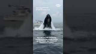 New angle of whale that hit boat off Portsmouth New Hampshire whalewatch [upl. by Aurea]