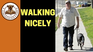 Teaching Shelter Dog to Walk on Leash without pulling  8 TIPS FOR SUCCESSFUL LEASH WALKING [upl. by Ddene553]