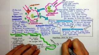 Tuberculosis Pathogenesis [upl. by Eylatan]