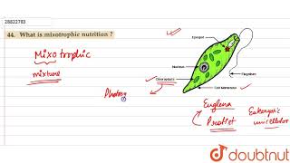 What is mixotrophic nutrition [upl. by Lindberg865]