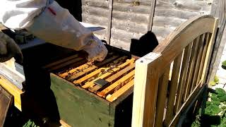 Apilife Var Varroa mites Treatment Honeybees [upl. by Gladys5]