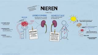 Uitleg examenstof biologie door SSL de nieren [upl. by Eeral]