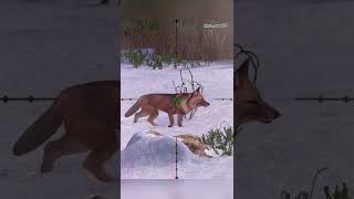 Ussuri dhole  Kamchatka  hunting clash  hunting games  shorts [upl. by Scales]