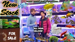 Shop Visit26  Water World Fish Aquarium shop  Aquarium Fish Shop Video fish shrimps aquariums [upl. by Aicilram]