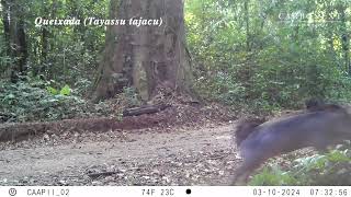 Armadilhas Fotográficas Projeto Caapii REDD  Camera Traps Caapii REDD Project [upl. by Adnalahs]