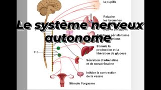 SYSTEME NERVEUX AUTONOME [upl. by Diann]