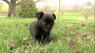 Dogs 101 Brussels Griffon [upl. by Sewole]