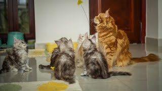 Maine Coon kittens room [upl. by Assitruc]