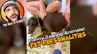 Best of RxCKSTxR Funny Talking Animal Voiceovers Compilation 2 [upl. by Lehacim]