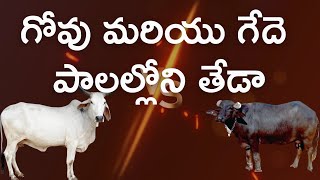 గోవు మరియు గేదె పాలల్లోని తేడా చాలా మందికి తెలియదు అలాంటి వారి కొరకు [upl. by Schiffman54]