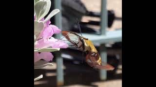 Snowberry clearwing hummingbird moth in slow motion [upl. by Hines]