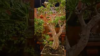 27 Crassula Ovata Lady Fingers Bonsai Tree Jade Plant October 2024bonsai friends sanfrancisco [upl. by Llehsal790]