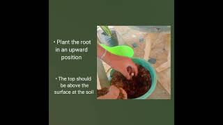 Demo165 Plant Propagating by Root CuttingsNursery OperationAgricrops ProductionLayeringHow To [upl. by Mayhs]