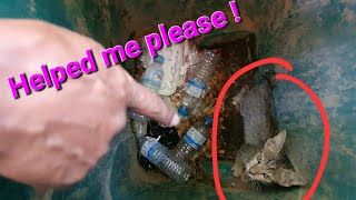 Helped kittens from the dustbin  pvkittycare [upl. by Agnizn]