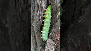 Cecropia Moth [upl. by Narik]