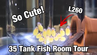 Summer Fish Room Tour 35 Tanks Lots of Fry [upl. by Darnell]