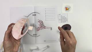 How to Make a Pop Up Human Eye Model out of Paper [upl. by Raual523]