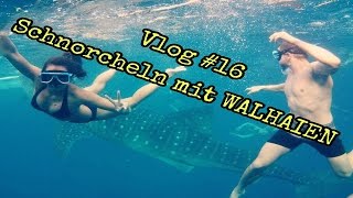 vlog 16  Whaleshark snorkeling  mit Walhaien schorcheln [upl. by Diamante]