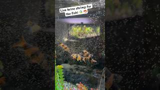 Feeding live brine shrimp to the fish 🐠🦐😋 [upl. by Leaj]