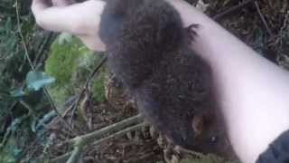 The suicidal mating rituals of the black tailed antechinus [upl. by Asila387]