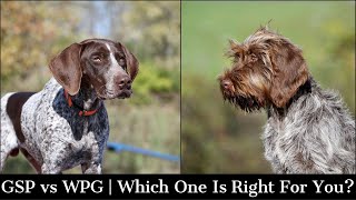 Wire Haired Pointing Griffon vs German Shorthaired Pointer  Which One Is Right For You [upl. by Aylward]