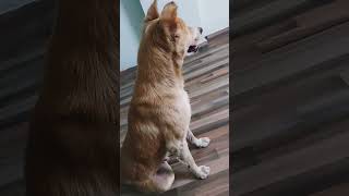 Kitna bhola banker betha haiviralvideo dog doglover cute shortvideo [upl. by Corder]