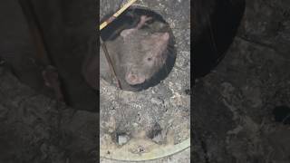 Dangerous rat  mouse  Pet house may aa gaya [upl. by Ovida]