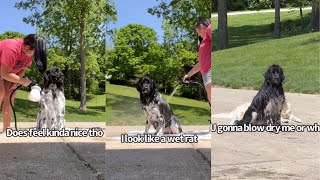 Newfoundland Dog Gets A Bath [upl. by Ravens]