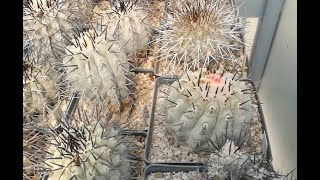 Coltivare cactus il genere Copiapoa [upl. by How]