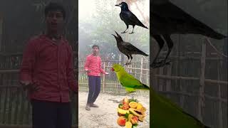 Kauwa Maina Tota dhoti Jaadui video vfx [upl. by Ydollem]