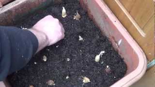 Planting Freesia Bulbs [upl. by Lyred]