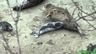 Harbor Seal Pup nursing at Whalers Cove Point Lobos [upl. by Karon735]