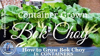 How to Grow Bok Choy in Containers [upl. by Haceber]