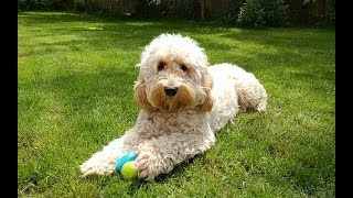 Dexter the Cockapoo  One Year On [upl. by Bruni]