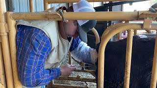 ARTIFICIAL INSEMINATION On COW 🐄 SEE HOW ITS DONE ON FARM NEW ZEALAND DAIRY FARMING newzealand [upl. by Aivalf289]