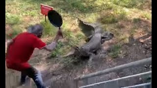 WATCH Man fights off charging crocodile with frying pan video goes viral [upl. by Trevlac620]