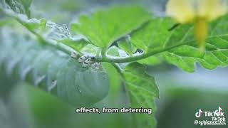 Evolution of Plant Alkaloids as Defense [upl. by Darcie677]