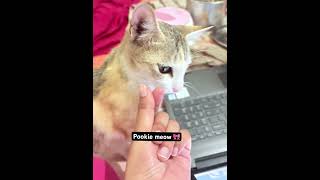 Introducing Pookie Meow cat love explore explorepage fyp viralvideo shorts trending [upl. by Ainoyek]