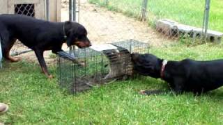 Coon Hounds on a caged Coon [upl. by Lilhak]