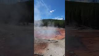 Echinus Geyser geyser norrisgeyserbasin yellowstonenationalpark [upl. by Pawsner469]