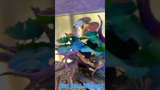 Blue Base Arowana arowana monster monsterfish monsterfishtank akvaryum aquarium aquariumfish [upl. by Aiderfla480]