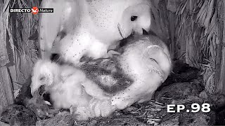 Barn Owl Nest ❸ ep98／Lechuzas en el nido DIRECTO Cámara 38  Ávila [upl. by Eirrot965]