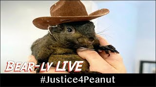 Bearly LIVE justice4peanut [upl. by Nitneuq]