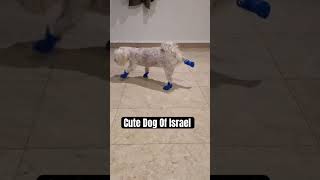 Cute Dog of Israel 🇮🇱 shortsviral trending [upl. by Mcmaster]