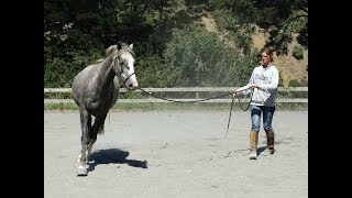 Lunging Part 4  Principles of Straightness [upl. by Godding]