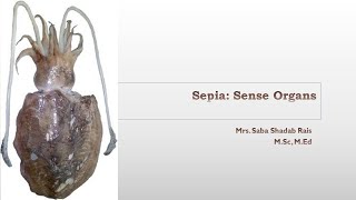 Sepia  Sense Organs Eyes StatocystOlfactory and Gustatory Organs [upl. by Catie]