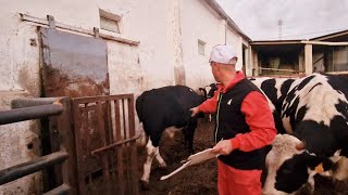 🐄Terneros a la bascula👨‍🌾 Y‼️ Tomás falsas‼️ [upl. by Adriel]