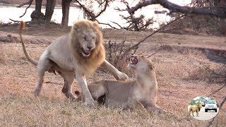 Casper The White Lion And Brothers Conquer The Nsemani Lion Pride [upl. by Keiko]